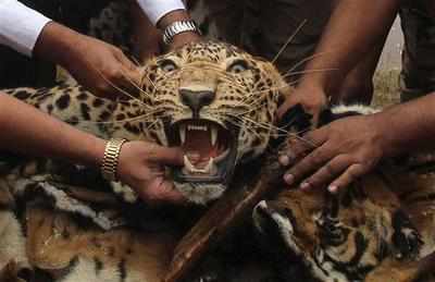 Wildlife crimes getting more organized in country: Experts