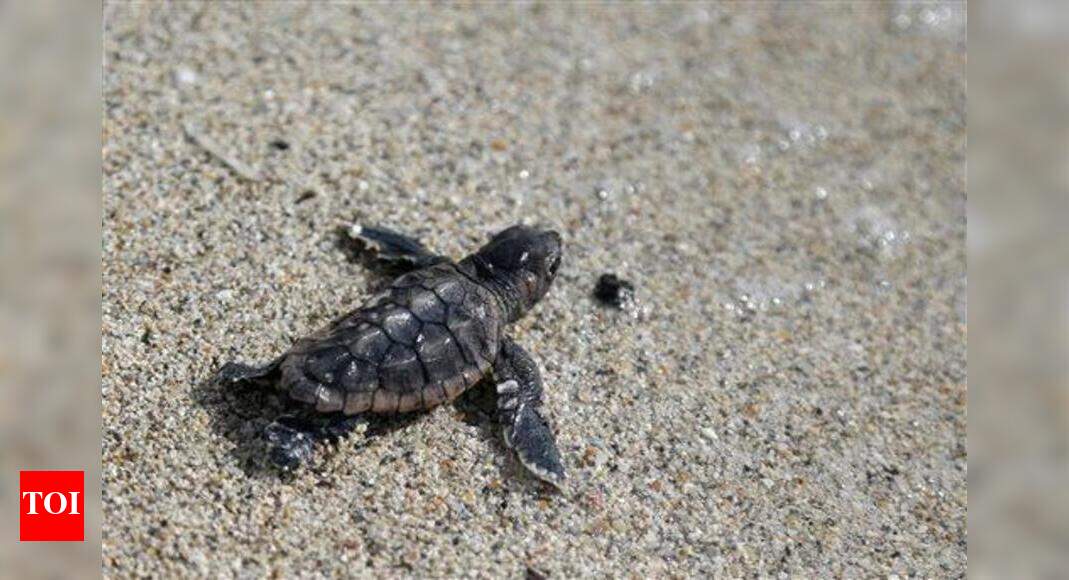 Beach tourism, development killing turtles: WWF - Times of India