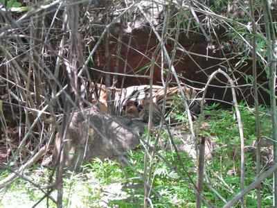 Six tiger cubs born at Panna Tiger Reserve in Madhya Pradesh