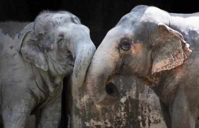 Back from Nepal, elephant begets calf at Dudhwa national park