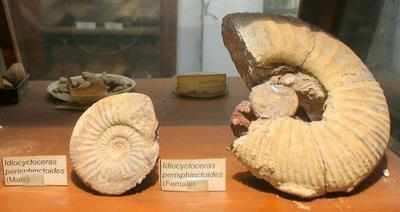 Museum call to preserve fossils; prevent a second extinction - Times of  India