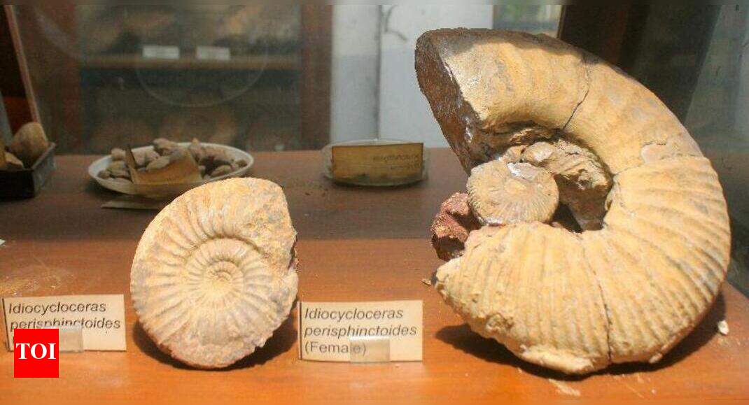 Museum call to preserve fossils; prevent a second extinction Times of