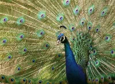 Peacock number rises to 1,500 in Chandigarh: Survey