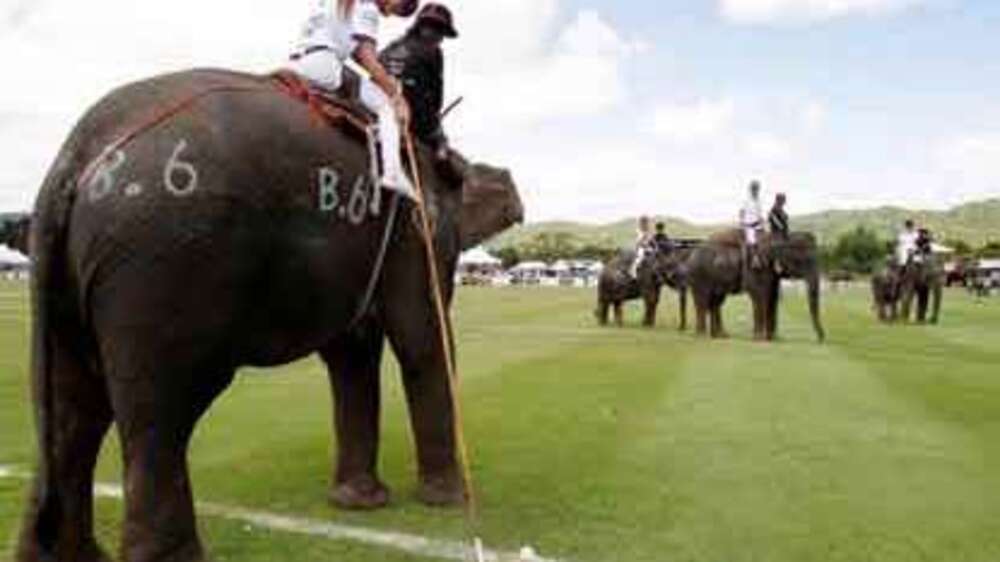 Elephant Polo in Thailand The Times of India