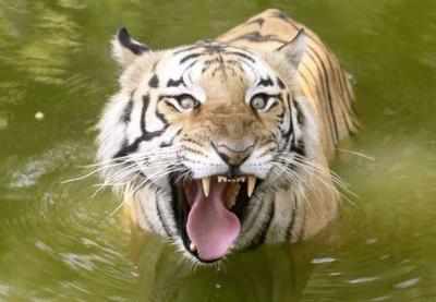 Migration of tigers outside protected areas under study