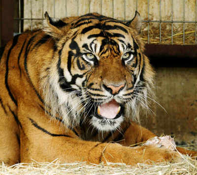 NGO's mega initiative to save tigers
