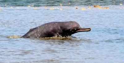 For the first time, a dozen dolphins spotted in Beas