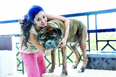 The right way to pet a dog - Times of India