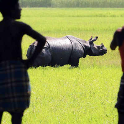 Bring states with rhinos under one conservation plan: WWF