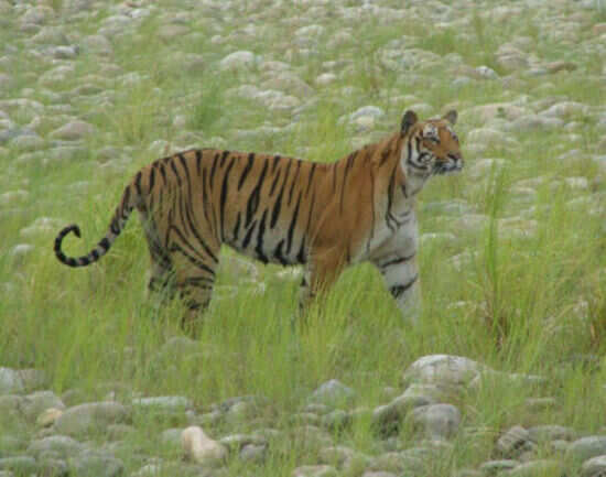 The Indian tiger trail: The famous four