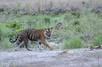 Tiger strays from Ranthambhore reserve; 7 teams on hunt