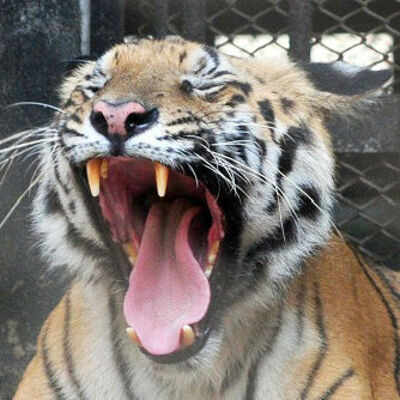 In a first, DNA tests on tigers done to establish relationship