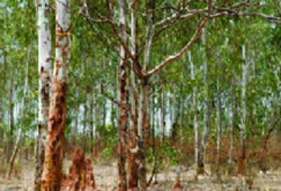 Tamil Nadu's forest college moots insurance scheme for tree plantations