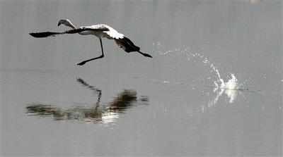 Cyclone Phailin takes a toll on migratory birds from Siberia