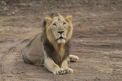 Tourists flock to Gir sanctuary on opening day of season