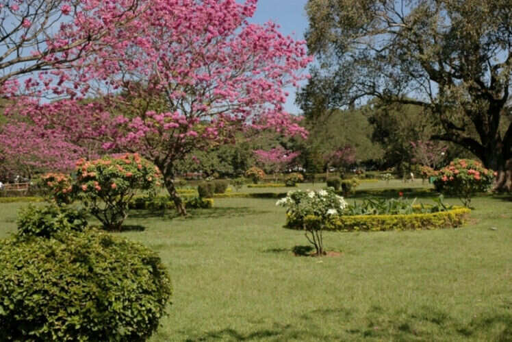 Cubbon Park