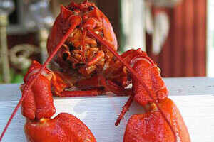 5 Goan restaurants you must visit for their global flavours