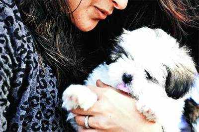 This Diwali, make your pet feel safe - Times of India