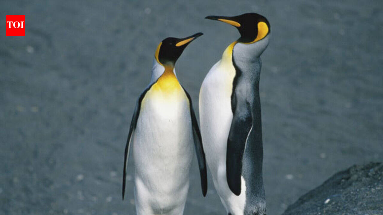 Need lessons in love? Turn to animals!