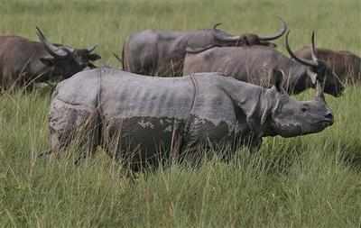 Kaziranga rhino killed again, horn chopped off
