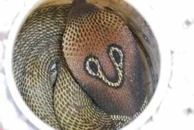 Snake endemic to Western Ghats rescued from Usilampatti farm