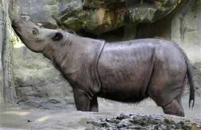 Two more rhinos killed in Orang National Park
