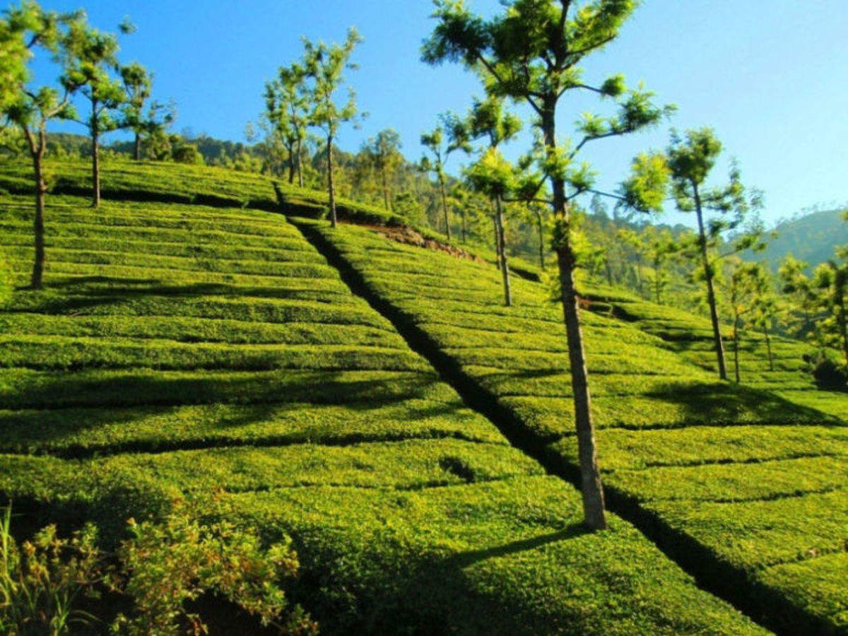 tea plantation visit ooty