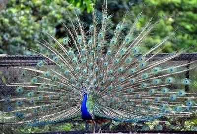 8 peacocks die after eating pesticide-sprinkled wheat