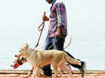 Dog Show @ The Bolghatty Palace Grounds