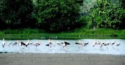 Endangered Greater Adjutant Stork finds secure home to breed