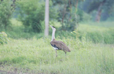 3 Gujarat bird species in 'endangered' list