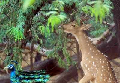 Berhampur University to hand over deer park to forest dept