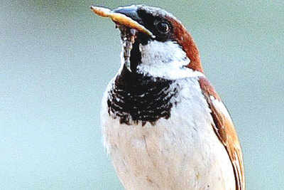 Chennaiites on a drive to save bird habitats
