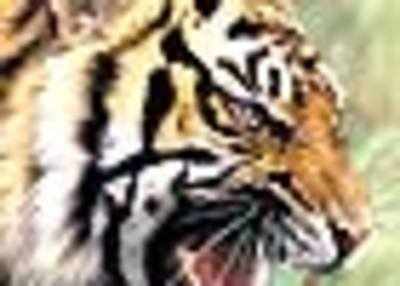 Chinese snatching our tigers too; readers upset