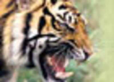 Pregnant tigress becomes victim of human wrath