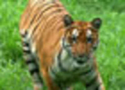 Sariska to get three tigers