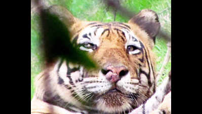 Sariska: Tumors spotted on Tiger's nose heal on their own