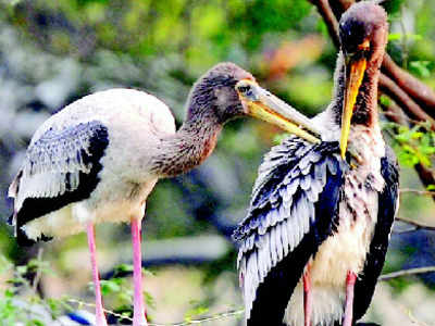 Fewer migratory birds visit Delhi
