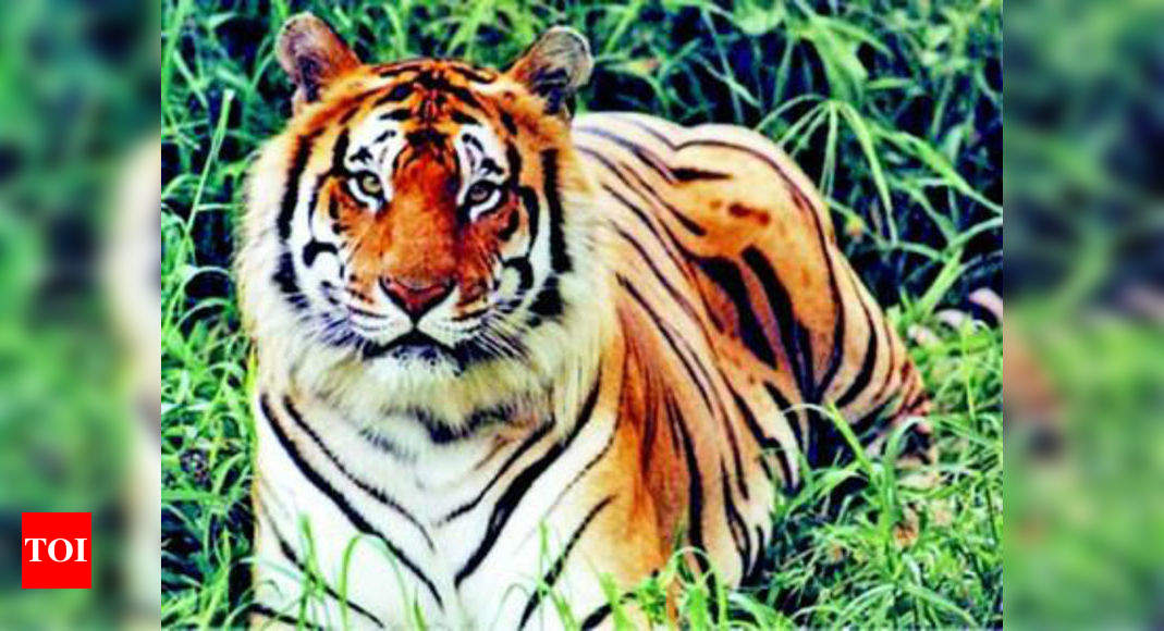 Tiger Kills Man In Tadoba Reserve S Core Area Times Of India