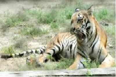 Centre releases fund for Amangarh tiger reserve