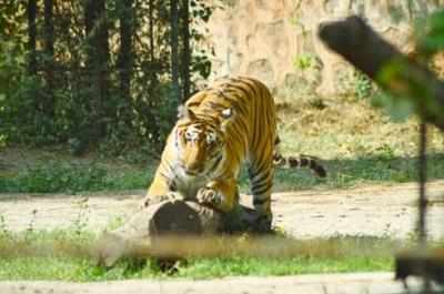 Tiger census in Sahyadri tiger reserve from today