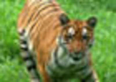 Tiger pugmarks 'left behind'