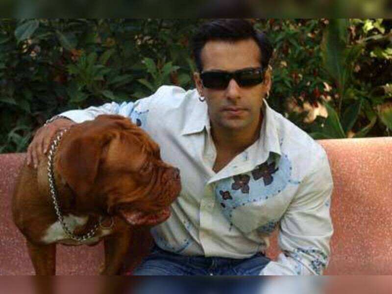 french mastiff salman khan