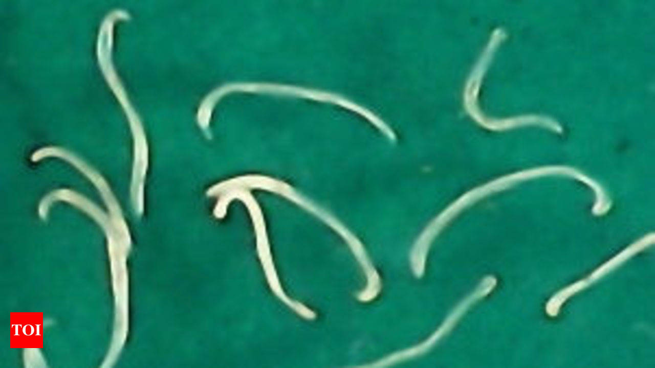 Can bloodsucking parasitic hookworms be the secret weapon against