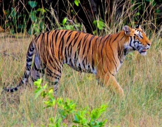 Top Wildlife National Parks of India