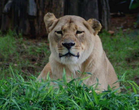 The Gir Forest National Park and Wildlife Sanctuary