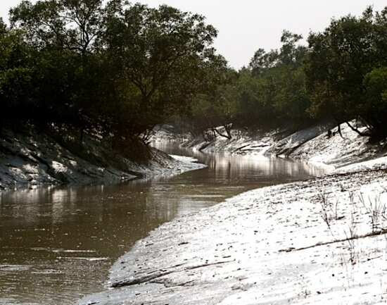 Sunderbans National Park