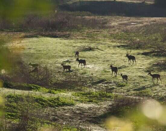 Chinnar Wildlife Sanctuary