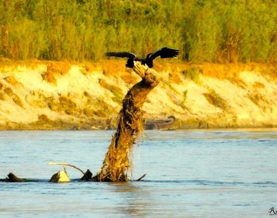 Dibru-Saikhowa National Park