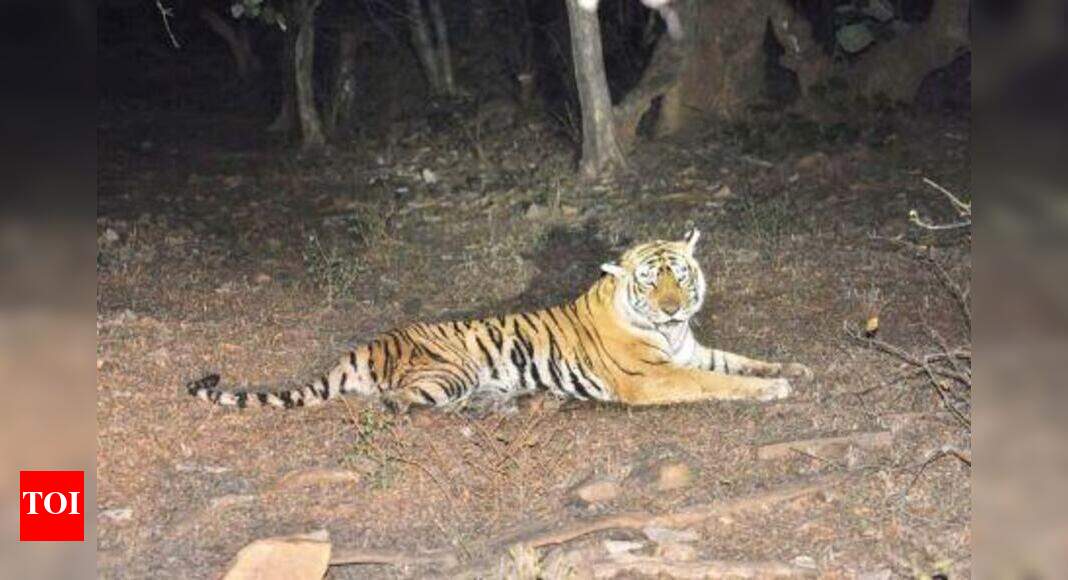 Why Ranthambore’s queen Machli went missing? Fear of other tigers ...
